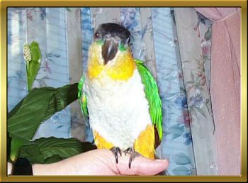 Mango
